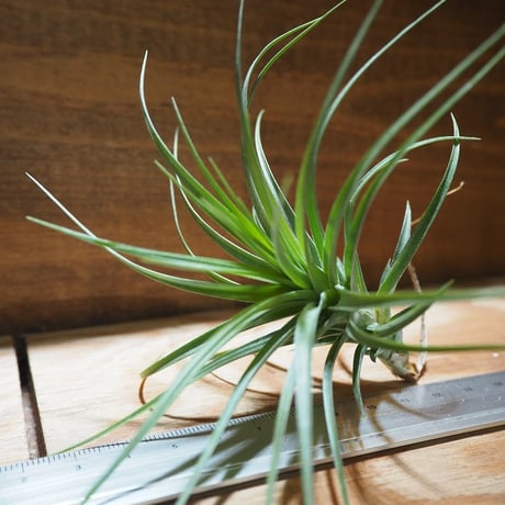 チランジア ／ ストリクタ × テヌイフォリア　(T.stricta × T.tenuifolia)　＊A01/Apr11
