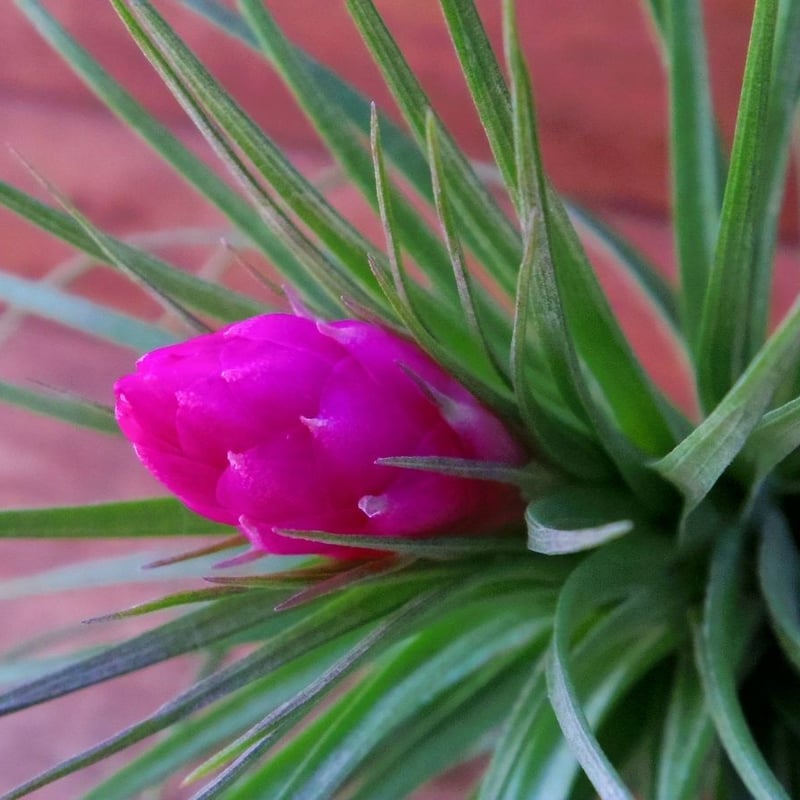 チランジア / ストリクタ グレイミスト (T.stricta 'Gray Mist チランジア / ストリクタ グレイミスト (T.stricta 'Gray Mist