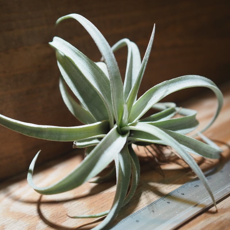 【なお】チランジア　チアペンシス　ジャイアント チランジア ／ チアペンシス L (T.chiapensis) ＊A01/Mar20 | 常葉