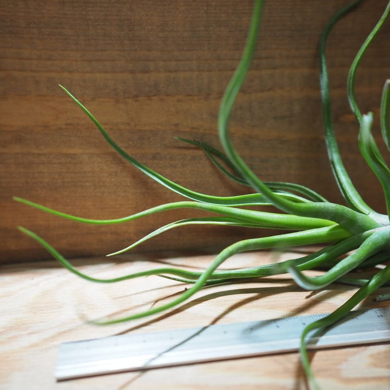 チランジア ty x Showtime