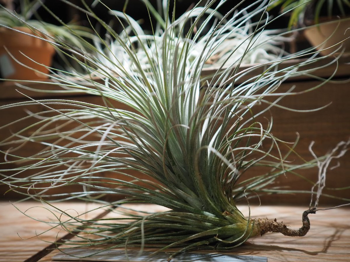 チランジア ／ テクトルム ジャイアントフォーム (T.tectorum