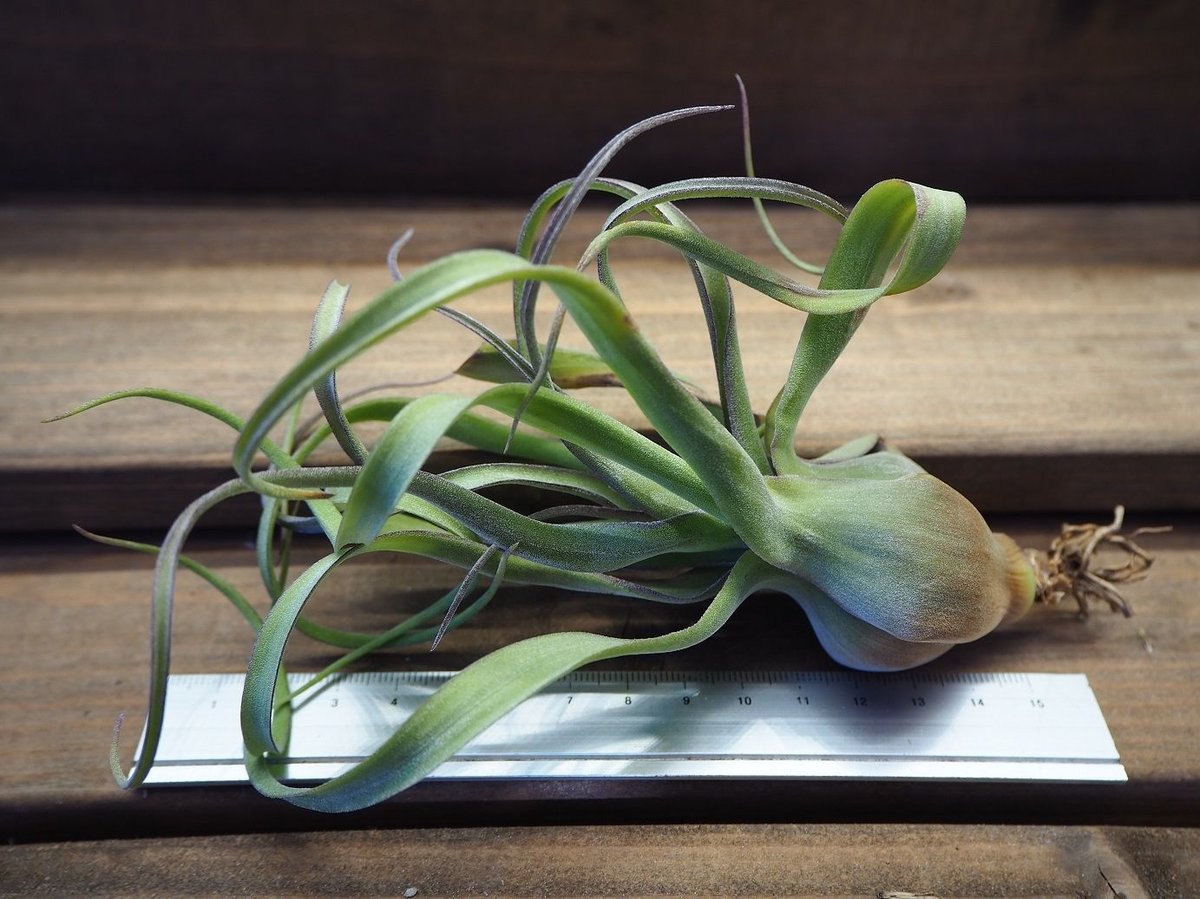 チランジア ／ ナチュラリーゴージャス (T.'Naturally Gorgeous') ☆1