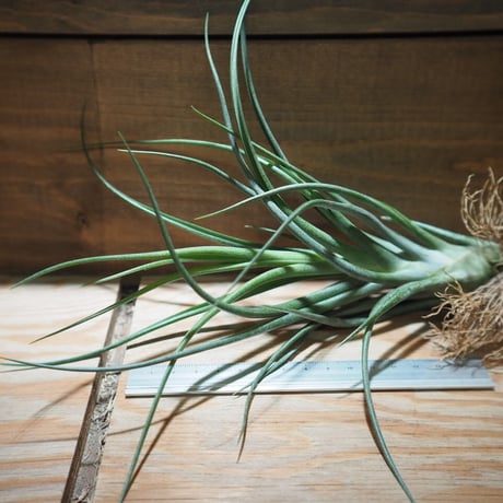 チランジア ／  ブルボーサ × プエブレンシス　(T.bulbosa × T.pueblensis)　＊A01/Apr15