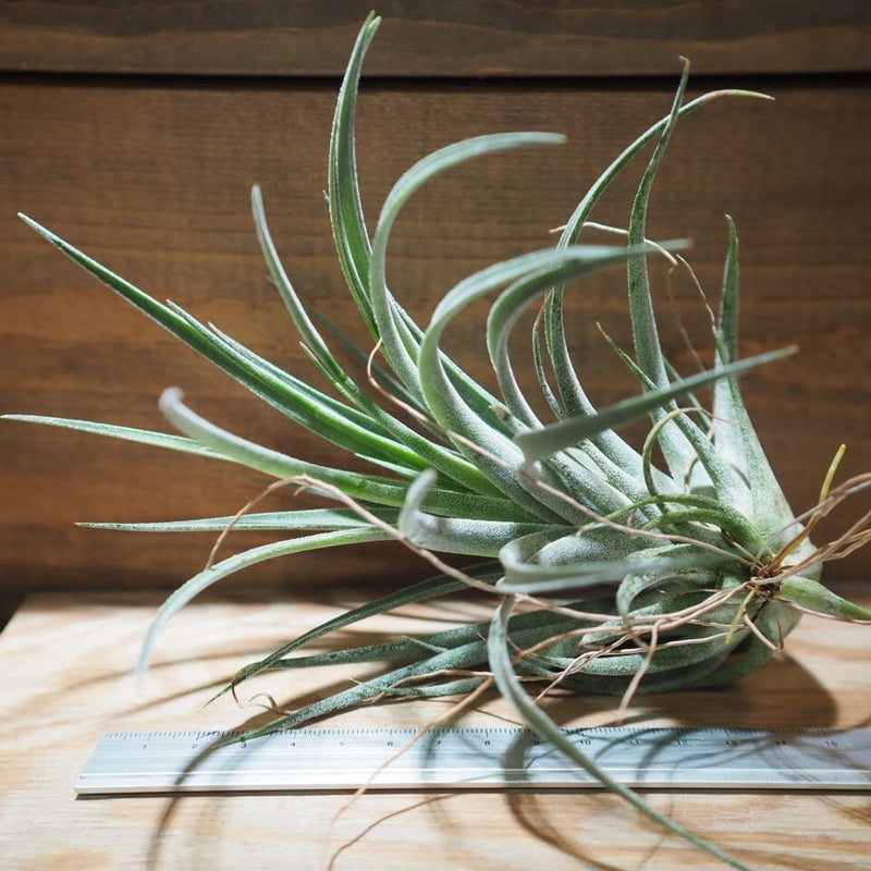 チランジア ／ チアペンシス × ベルティナ (T.chiapensis × T