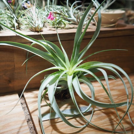 チランジア ／ キセログラフィカ × カピタータ　(T.xerographica × T.capitata)　＊A01/Jul05
