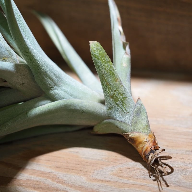 チランジア ／ ラティフォリア メジャー XL (T.latifolia var. majo