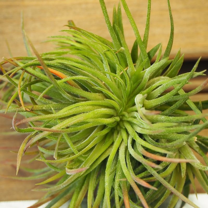 チランジア / イオナンタ クレステッドフォーム (T.ionantha チランジア / イオナンタ クレステッドフォーム (T.ionantha