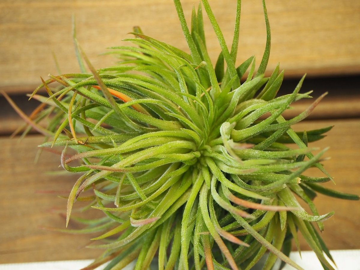チランジア / イオナンタ クレステッドフォーム (T.ionantha チランジア / イオナンタ クレステッドフォーム (T.ionantha