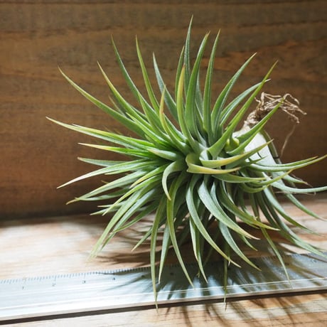 チランジア ／ イオナンタ ファットボーイ　(T.ionantha 'Fat Boy')　★EF01/Feb05