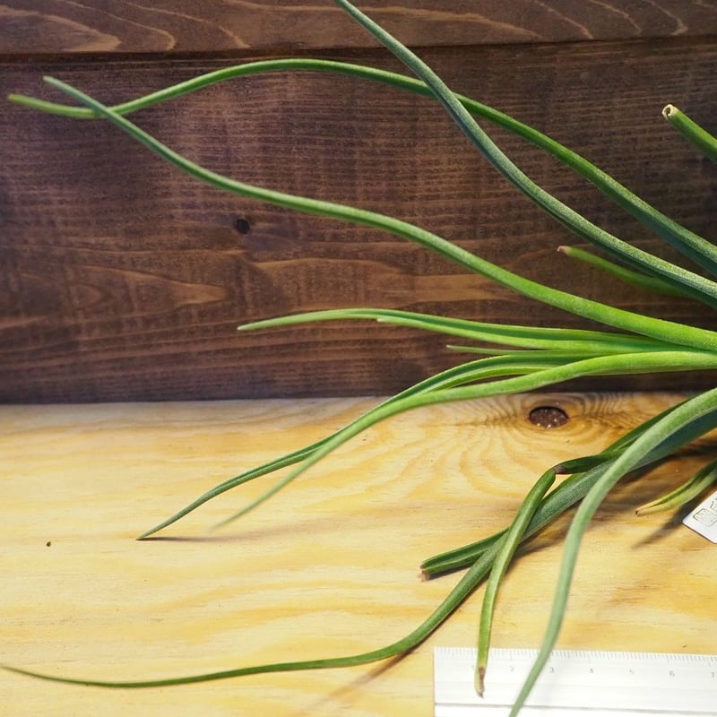 チランジア ドゥラティ ② チランジア ドゥラティー サクサティリス Tillandsia duratii