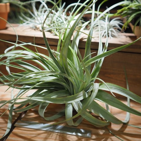 チランジア ／ キセログラフィカ × カピタータ クレステッド　(T.xerographica × T.capitata Crested)　＊A01/Apr17