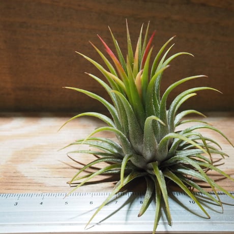 チランジア ／ イオナンタ ストリクタ　(T.ionantha var. stricta)　★EF01/Feb05