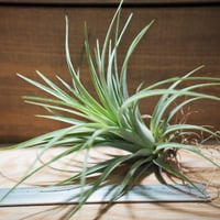 チランジア ／ テネブラ (T.tenebra) | 常葉植物園 Tokiwa Botanic