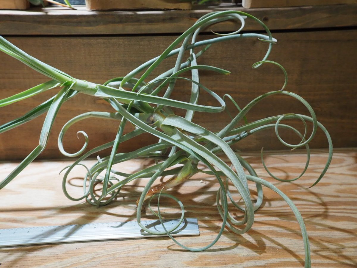 チランジアドゥラティ 観葉植物：チランジア エアープランツ ドラティ 現品*ドゥラティ エア