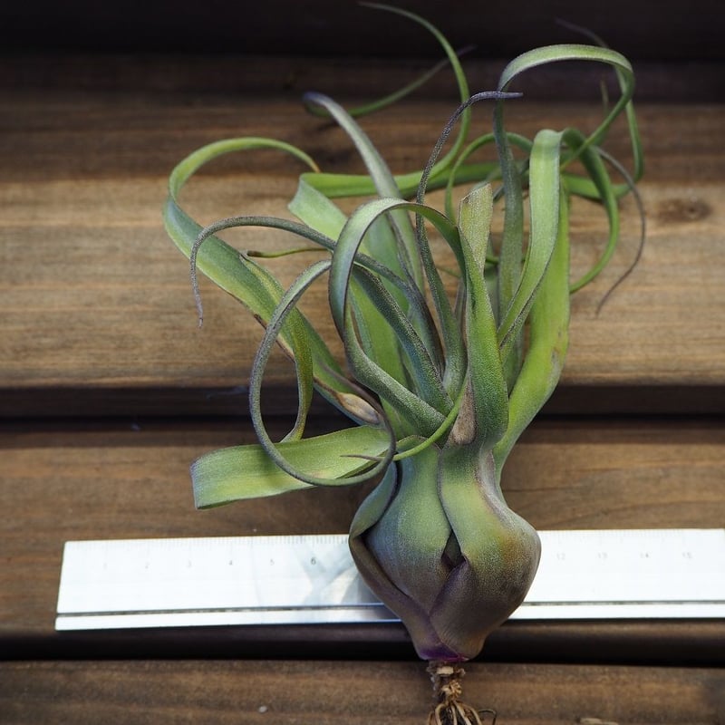 チランジア ／ ナチュラリーゴージャス (T.'Naturally Gorgeous') ☆1