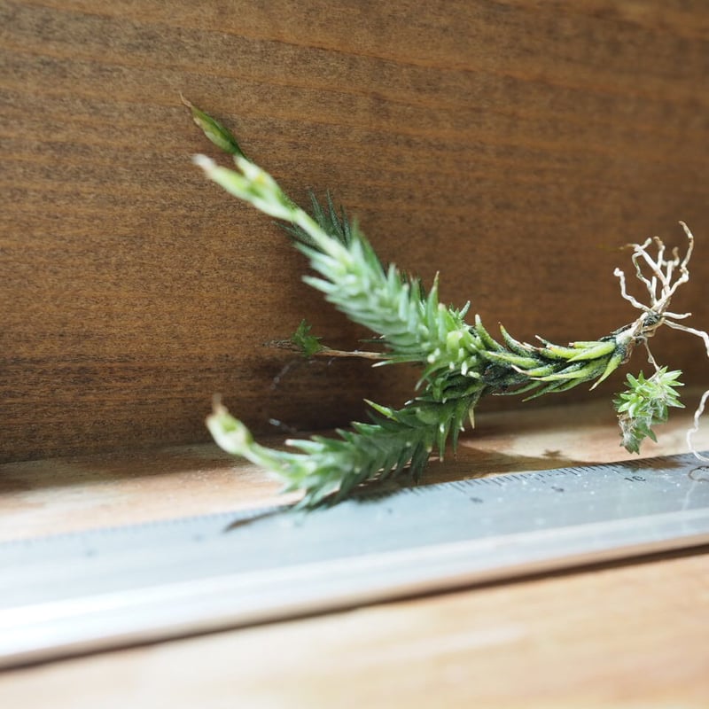 チランジア ／ トリコレピス (T.tricholepis) ＊A01/Jul11 | 常葉植