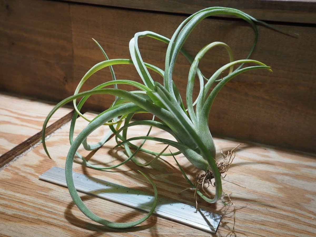 カーリースリム×ディグエティ(※My Original Hybrid) カーリースリム×ディグエティ(※My Original Hybrid) - メルカリ