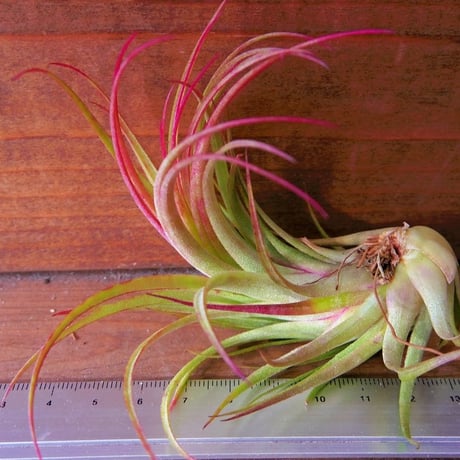 CATEGORY 学名・名称:D | 常葉植物園 Tokiwa Botanical-Garde CATEGORY 学名・名称:D | 常葉植物園 Tokiwa Botanical-Garde