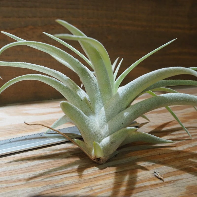 チランジア / ハリシー L (T.harrisii) ☆CD01/Feb05 | 常葉 チランジア / ハリシー L (T.harrisii) ☆CD01/Feb05 | 常葉