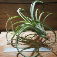 チランジア ／ カウツキー L (T.kautskyi) ☆GH01/Feb05 | 常葉植物