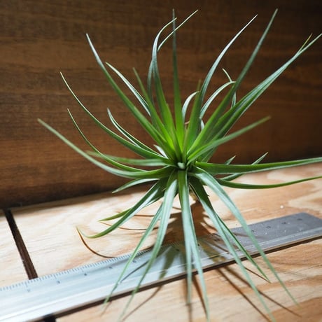 チランジア ／ ストリクタ × テヌイフォリア　(T.stricta × T.tenuifolia)　＊A01/Apr11