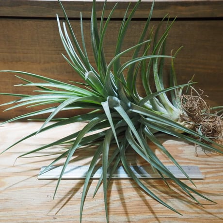 CATEGORY 学名・名称：N | 常葉植物園 Tokiwa Botanical-Garde