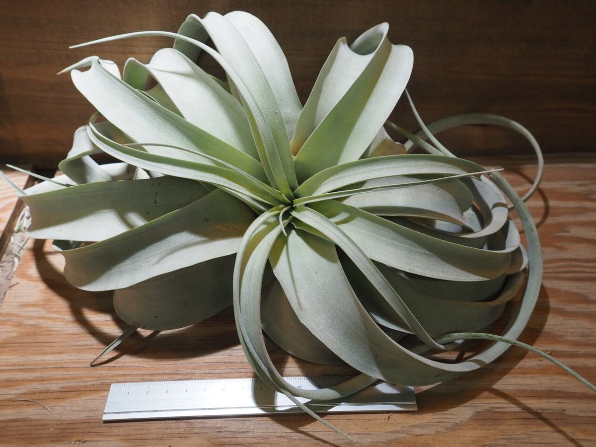 エアプランツ チランジアの王様 キセログラフィカ 特大 (くるくる