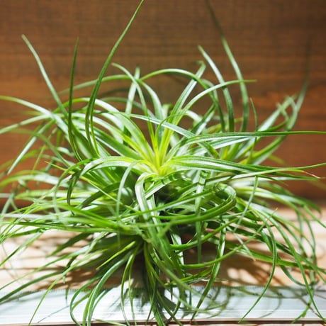 チランジア ／ ストリクタ グリーン CL　(T.stricta 'Green')　＊A01/Jun22