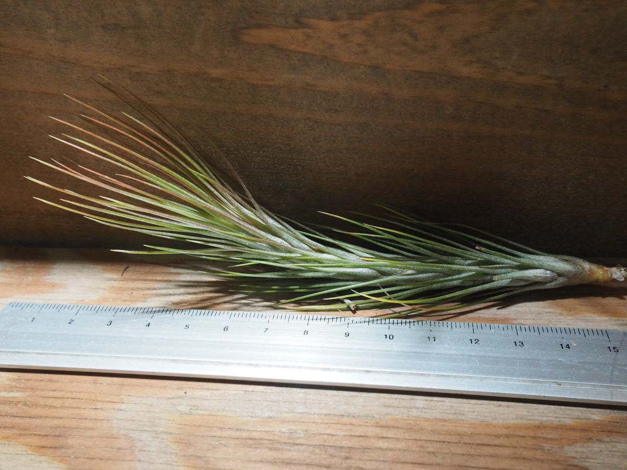 T. funckiana 'Closed Form'(購入時名称) original