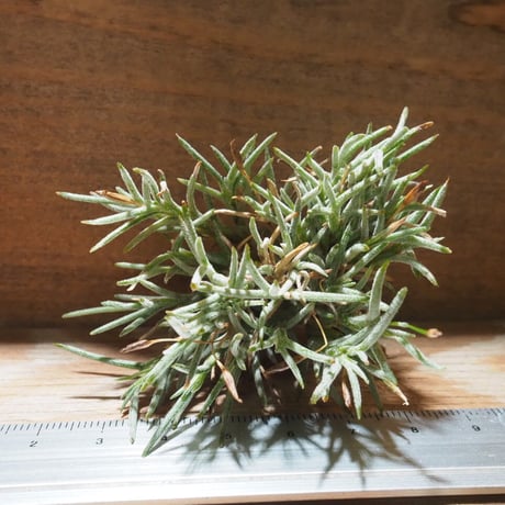 CATEGORY エアプランツ（チランジア） 希少種 | 常葉植物園 Tokiwa