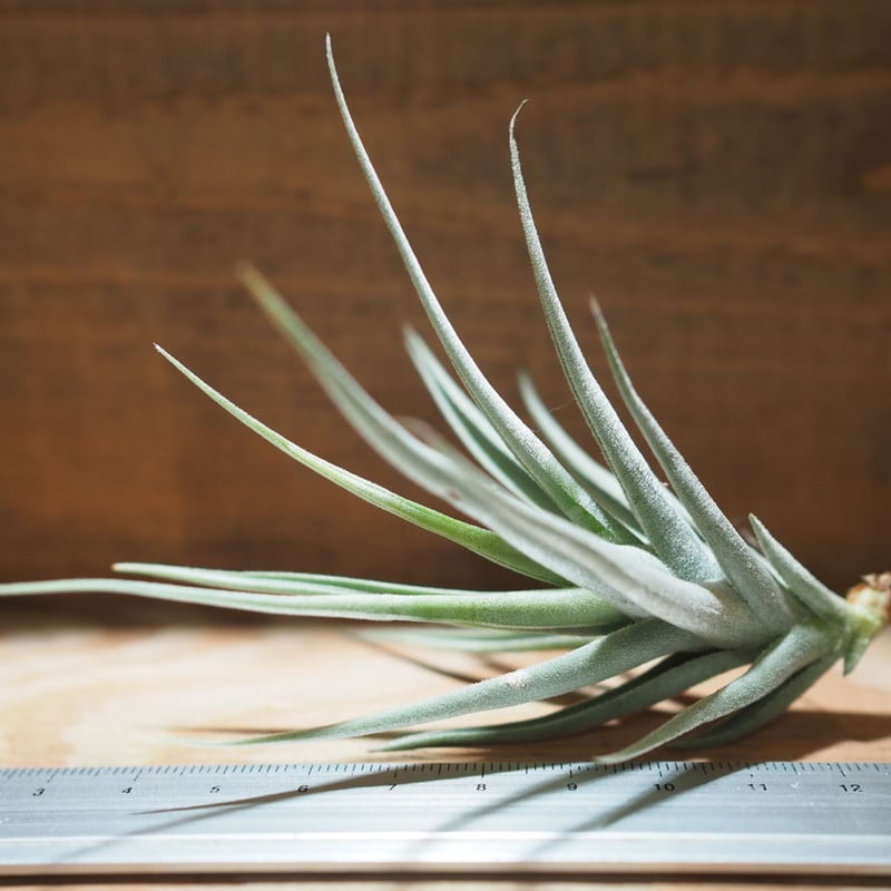 チランジア ／ ストレプトカルパ ミニX (T.streptocarpa 'Mini X')