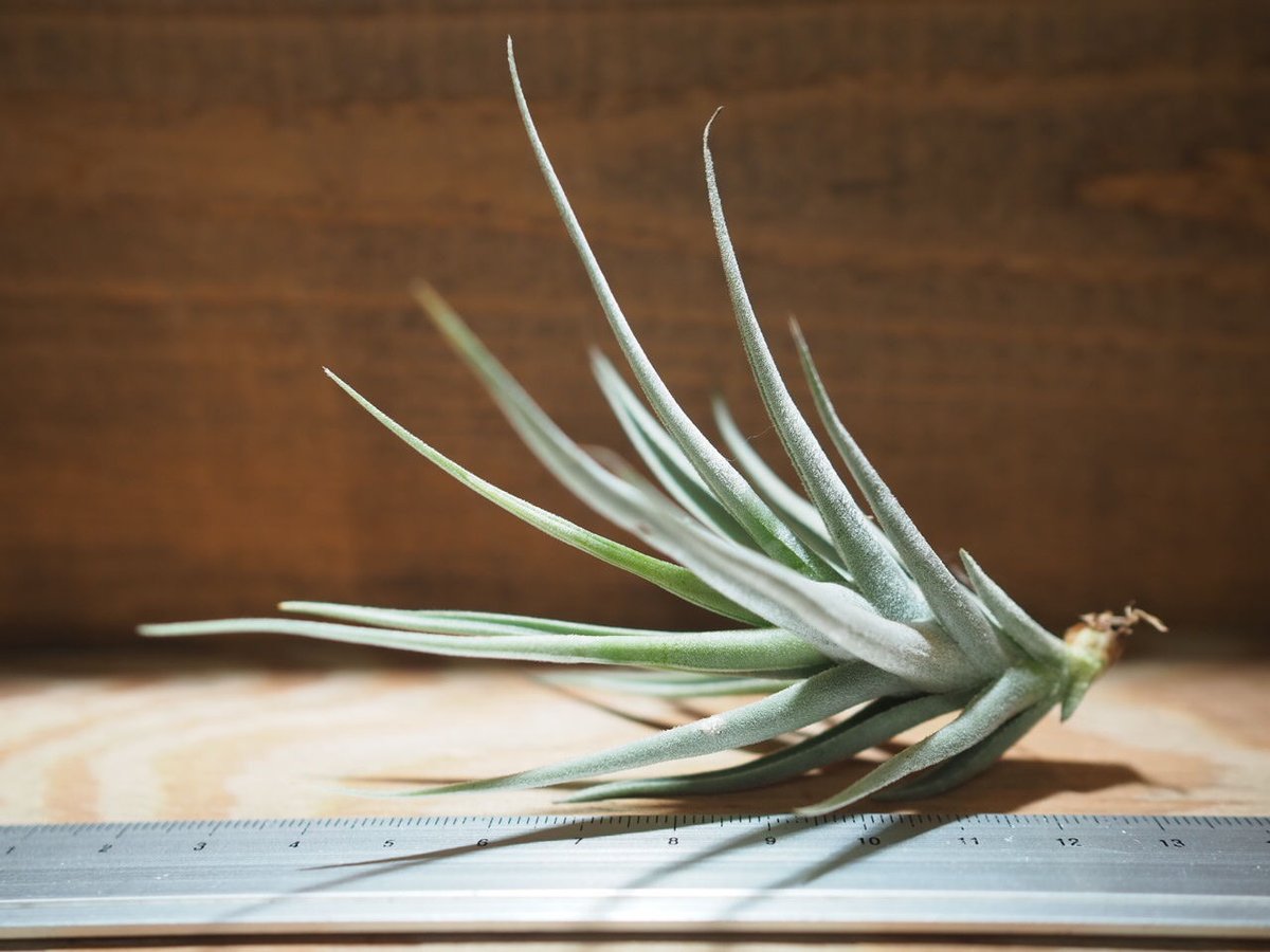 チランジア ／ ストレプトカルパ ミニX (T.streptocarpa 'Mini X')