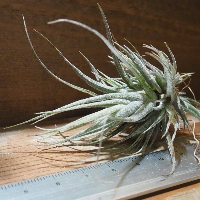 チランジア ／ エーレルシアナ CL (T.ehlersiana) ☆CD01/Feb05 |