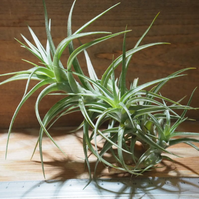 チランジア ／ ベルゲリー L (T.bergeri) ☆AB01/Jul30 | 常葉