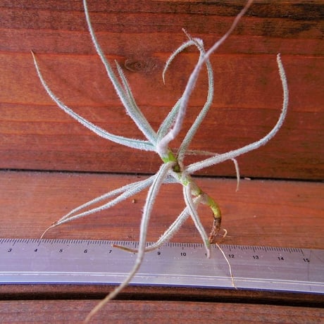 チランジア ／ グラモゴレンシス　(T.graomogolensis)