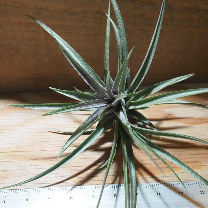 チランジア ／ アエラントス ザ・パープル (T.aeranthos 'The Purple'