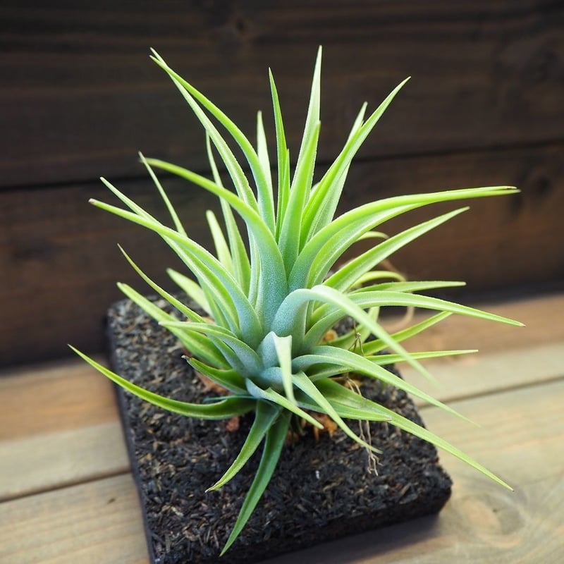 □チランジア着生用プレート (木製) 3枚セット | 常葉植物園 Tokiwa