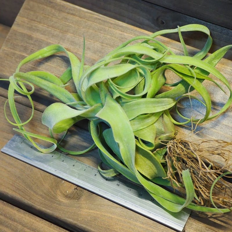 チランジア ／ ストレプトフィラ カーリータイプ (T.streptophylla