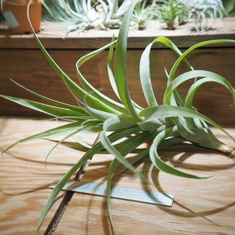 チランジア ／ ラティフォリア アナコンダ XL　(T.latifolia 'Anaconda')　＊A01/Feb27