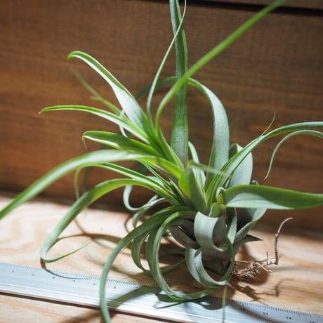 チランジア ／ ノバキー  × (ブルボーサ × ストレプトフィラ)　(T.novakii × (T.bulbosa x T.streptophylla))　＊A01/Jul11