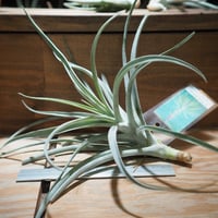 チランジア ／ テネブラ (T.tenebra) | 常葉植物園 Tokiwa Botanic