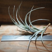 チランジア ／ テクトルム ステム　(T.tectorum 'Stem Type')　＊A01/Apr17
