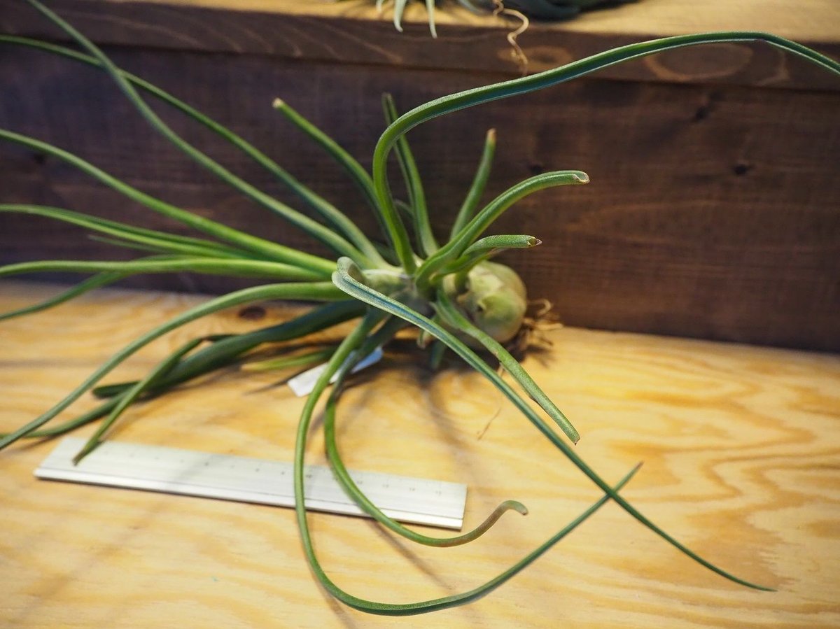 チランジア ドゥラティ ② チランジア ／ ダブルディライト (T.'Double Delight') ＊A02