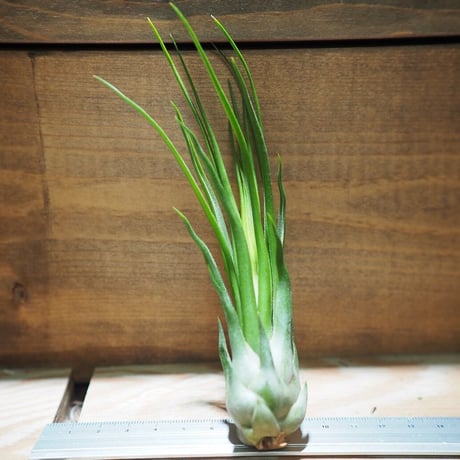 チランジア ／ ブルボーサ × イオナンタ フェーゴ　(T.bulbosa × T.ionantha 'Fuego') ★タイ農場　＊A01/Nov20