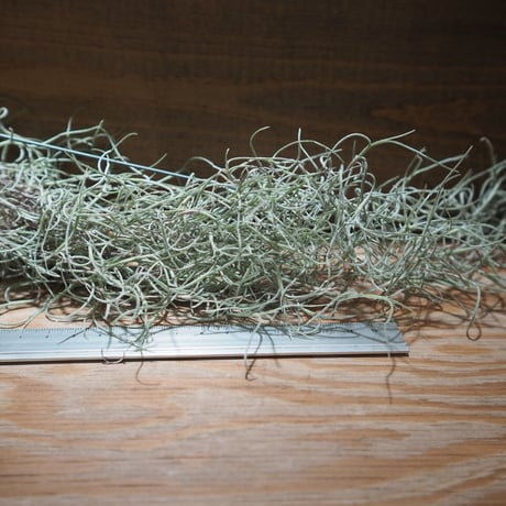 CATEGORY エアプランツ（チランジア）U～Z | 常葉植物園 Tokiwa