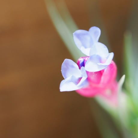チランジア ／ テヌイフォリア オープンフォーム　(T.tenuifolia 'Open Form')　＊A01/May12