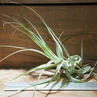 チランジア ／ イオナンタ ファットボーイ (T.ionantha 'Fat Boy') ☆E