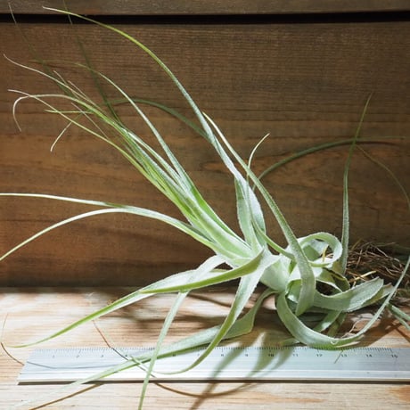 CATEGORY 学名・名称:G | 常葉植物園 Tokiwa Botanical-Garde CATEGORY 学名・名称:G | 常葉植物園 Tokiwa Botanical-Garde