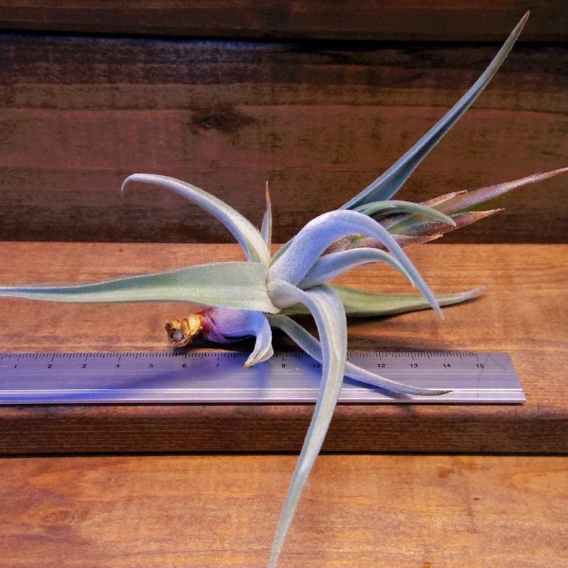 チランジア ／ クシフィオイデス トメントセ ※花芽付き (T.xiphioides