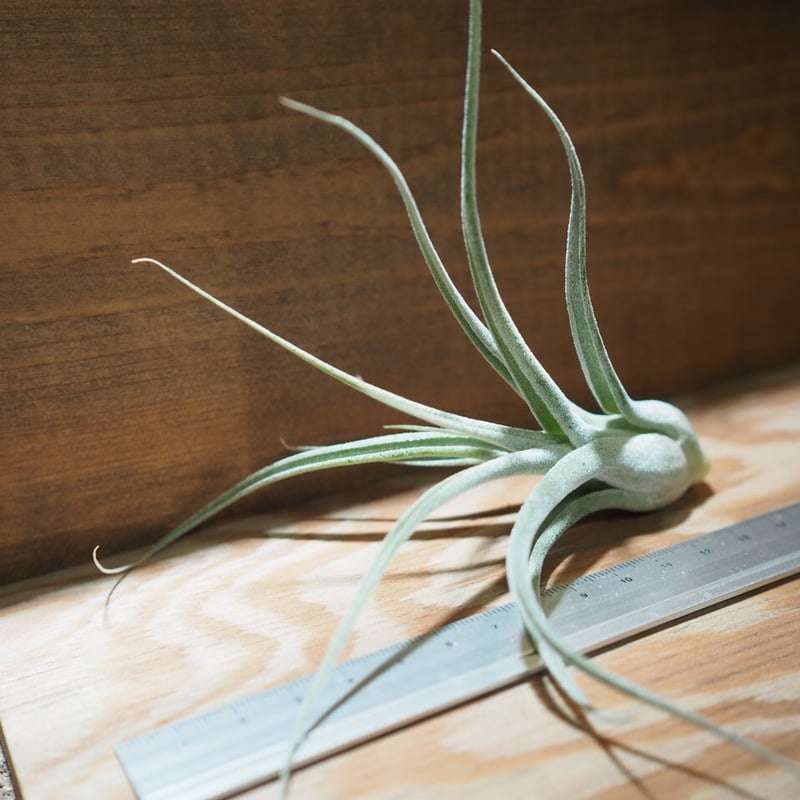 チランジア ルシール チランジア・ルシール Tillandsia Lucille (T. ehlersiana x T